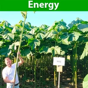 Саджанці Павловнії Енерджі