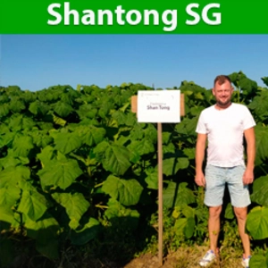 Саджанці Shantong SuperGibrud