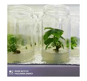 Методи розмноження Павлівнії (invitro або насіння) Методи розмноження Павлівнії (invitro або насіння)