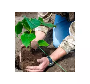 Як правильно посадити Павлівнію Як правильно посадити Павлівнію