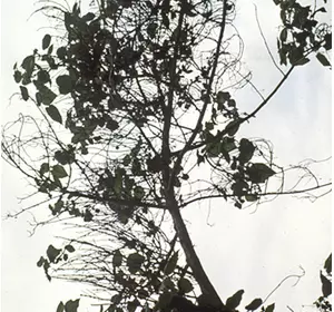 Основні хвороби та комахи шкідники Павловнії Основні хвороби та комахи шкідники Павловнії