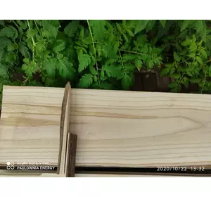 Властивості деревини Павловнії Властивості деревини Павловнії