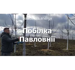 Побілка Павловнії Побілка Павловнії