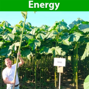 Саджанці Павловнії Енерджі Саджанці Павловнії Енерджі