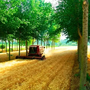 Агролісівництво Агролісівництво