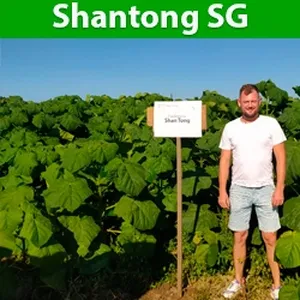 Саджанці Shantong SuperGibrud Саджанці Shantong SuperGibrud