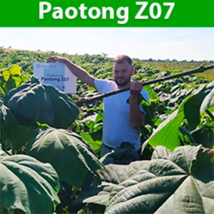 Саджанці Paotong Z07