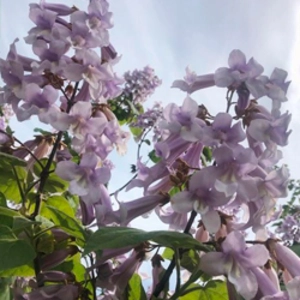 Медоносна павловнія Медоносна павловнія